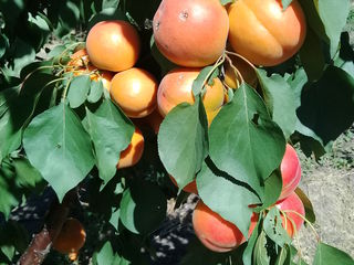 Pomi fructiferi migdal foto 2
