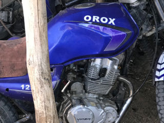 Orox foto 1