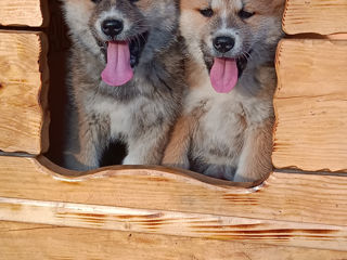 Akita  foto 3