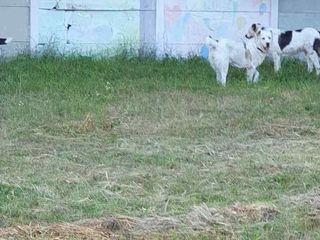 Взрослые крупные щенки алабая-девочки (САО) foto 8