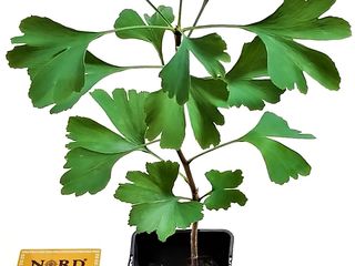 Producerea industrială de materie primă Ginkgo (Ginkgo biloba L.) foto 10