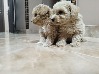 Maltipoo catei 2 luni foto 5