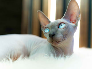 Blue point Sfinx cat foto 2