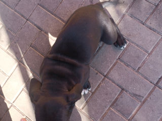 Cane corso foto 3