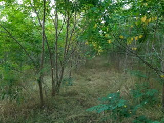 Vind teren pădure cu salcim tânără. foto 7