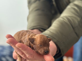 Toy poodle, red brown foto 2