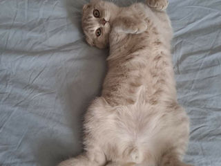 Scottish fold foto 4