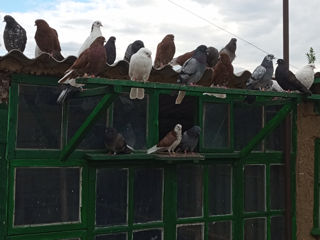 Продам голуби николаевские foto 2