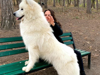 Samoyed/Самоед foto 6