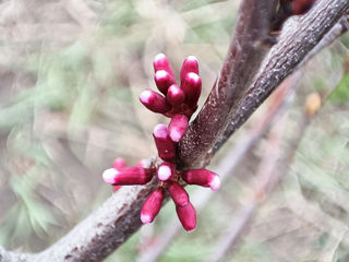 Церцис европейский (Cercis siliquastrum) foto 3