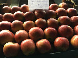 Vind mere 5 lei/kg pentru piata locala foto 2