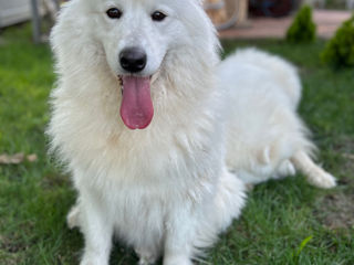 Samoyed