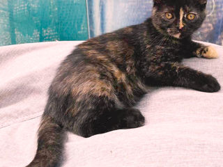 Vind Pisica Scottish Straight Tortie foto 5