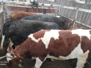 Cumpărător animale la carne vaci buhai junci caii  foto 0