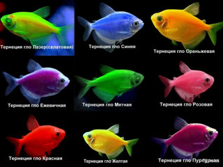 🐠 Pește acvariu Terneția GLO (Gymnocorymbus ternetzi) - (toate culorile)! 🚚 Livrare or.Chișinau! foto 0