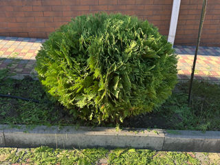 Tundere tuia/ leylandi/ gard viu ! foto 1