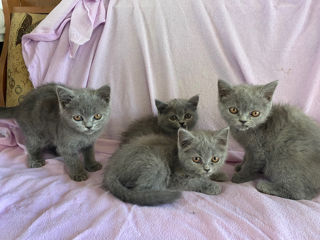 pisici british shorthair