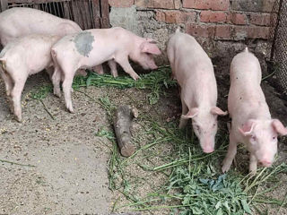 Porci direct de la stăpân foto 2