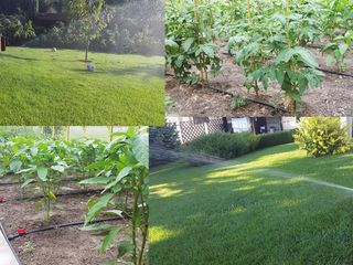 Системы автоматического полива газонов, клумб, огорода! ("rain bird" - качество, которое выбирают!) foto 2