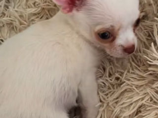 Чихуахуа chihuahua foto 2