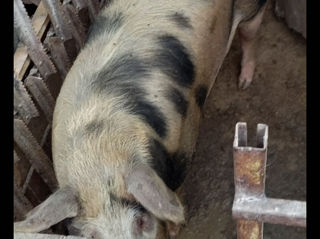 Vindem porci de casă foto 3