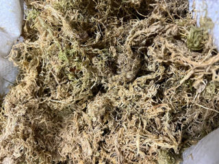 Mushi Sphagnum pentru plante, muschi sphagnum natural, moss sphagnum pentru sere cu livrare