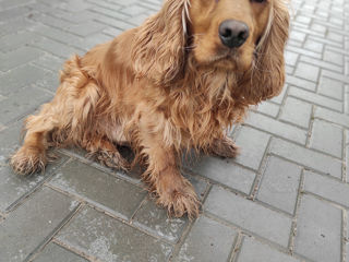 Împerechere Cocker Spaniel Englez