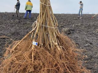 Înființarea livezilor de alun cu 5 ani asistență tehnică și agronomică inclusă foto 7