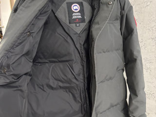 Canada goose foto 4