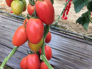 Semințe de tomate roz Sakata foto 6