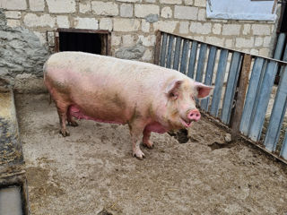 Porci de casă, rasă de carne foto 3