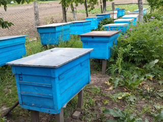 Продам пчелосемьи. Vand familii de albine. foto 2