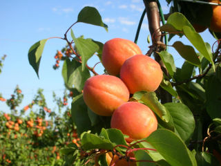 Pomi fructiferi !Cais ( abricos ) , păr ( prăsad ) ,  prun ( perj ) ... foto 2