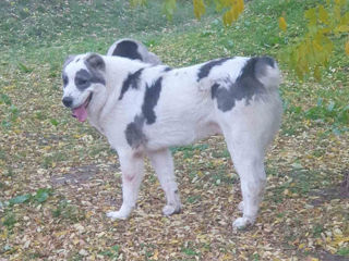 Щенки среднеазиатской овчарки САО (алабай) foto 2