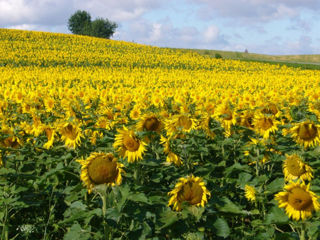 seminte de floare