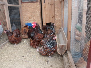 брама,кокинхкин,орпинктон. ,куры,цыплята,яйца. foto 2