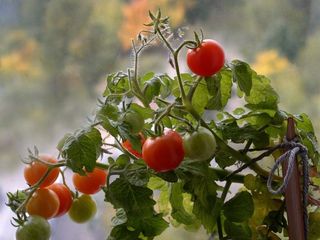 Мини-ферма - Домашние помидоры foto 2