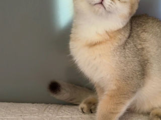 British shorthair ,female golden shaded foto 5