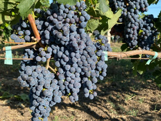 Poama Cabernet Sauvignon foto 6