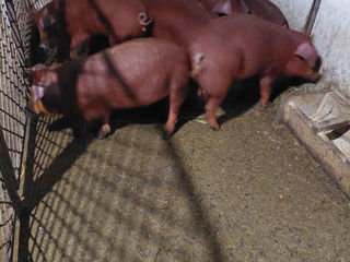 Duroc foto 3