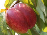 Vindem  pomi  fructiferi "piersic" foto 3