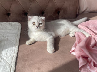 Scottish fold silver 3 luni