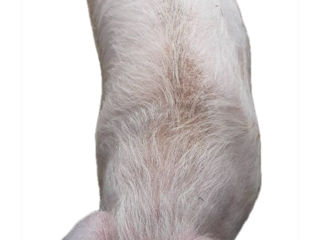 Vând porc de casă, 100-120 kg, crescut cu hrană sănătoasă. Sacrificare la cerere - 70 lei/kg