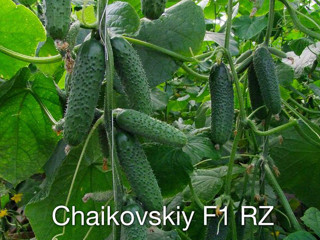 Chaikovskiy f1 new! упаковка (1000 s. )производтво: rijk zwaan голландия 1 100,00 lei foto 1