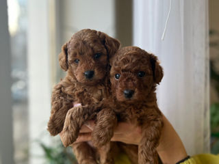 Toy poodle, red brown