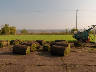 Rulouri de gazon natural spre vânzare foto 2