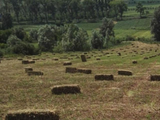 Se vinde 20 baloți cu lucernă.