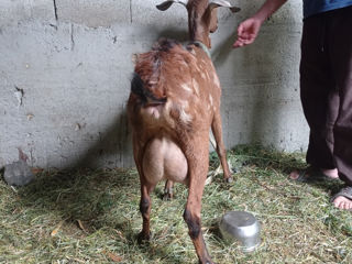 Se vinde capră alpina franceza  cu o genetica foarte buna   nu scrieți mesaje foto 2