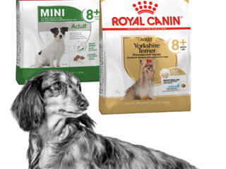 Корма для собак Royal Canin в Бельцах.