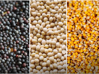 Экспресс тест-полоски для выявления ГМО и Глифосата в сои/кукурузе/рапсе